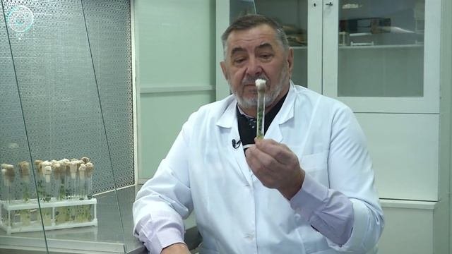 Сибирские селекционеры готовят на продажу новый семенной сорт картофеля