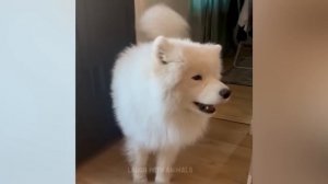 Videos De Risa De Animales 2023 - Perros y Gatos Chistosos - Videos De Animales Graciosos #20