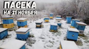 Пасека. Ноябрь