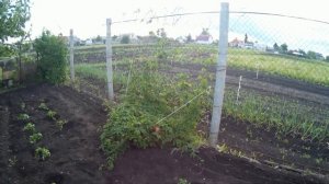 Выращивание хмеля (Жатец и Славянка)