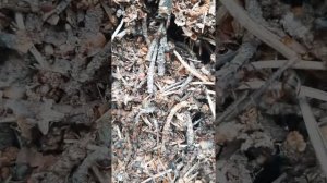 Mirmica sp | Муравейник мирмики| Лесные муравьи