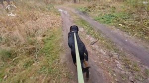 Физические нагрузки для щенка ротвейлера