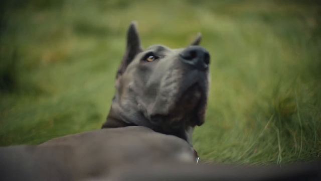 iPhone 14 Pro - ПРОЩАЙ ЧЕЛКА, ПРИВЕТ ФАСОЛЬКА смотреть онлайн