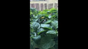 Рассада после подкормки #Shots# Янтарной кислотой