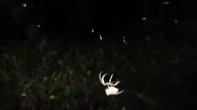 Паук пришелец плетет ловушку один метр в диаметре смотреть онлайн