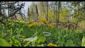 Колбы (черемша), скоро не будет.