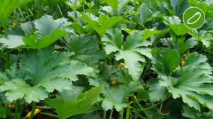 Кабачки SAKATA. Лідер ринку кабачків. НАЙКРАЩИЙ кабачок УКРАЇНИ.