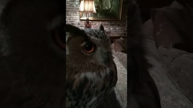 Как выглядит филин смотреть онлайн