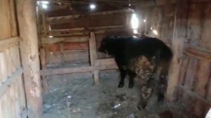 Бычок породы Абердин ангус, прогулка с коровами