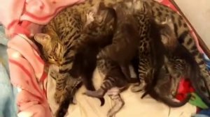 Котята саванна с кошкой