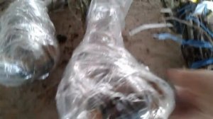 Питомник роз Полины Козловой