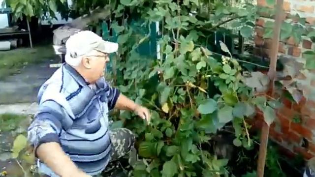 Обрезка ежевики сорт ,,Натчез,,