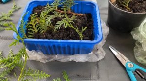 Размножение и выращивание туи черенками