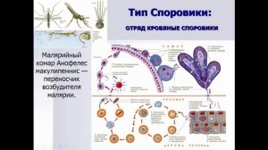 Биология. Раздел Зоология. Подцарство Простейшие 2. Profi-Teacher.ru