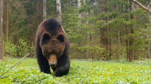 Информационно познавательный проект - Беловежская пуща