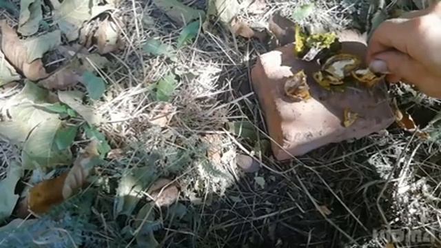 домашние заботы, козы, кролики, огород. смотреть онлайн