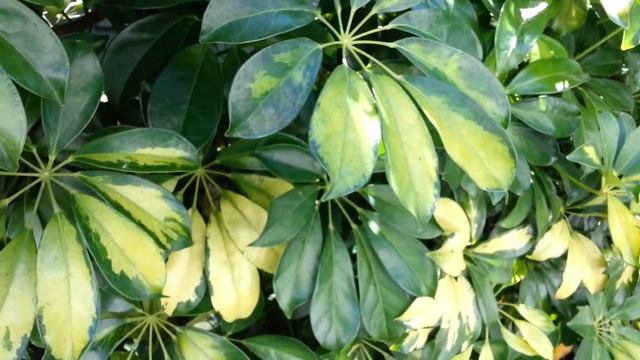 Schefflera arboricola variegated - Dwarf Umbrela Tree HD 04 смотреть онлайн