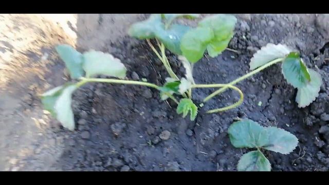 ?? 100% УКОРЕНЕНИЕ РАССАДЫ КЛУБНИКИ. ЧТО ДЕЛАТЬ. ДЕЛЮСЬ ОПЫТОМ