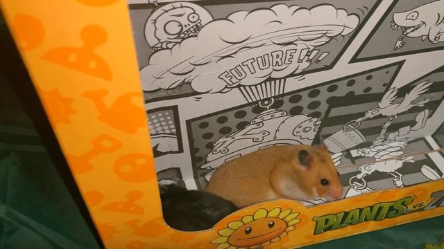 Сказка про хомяков?рассказ про хомяков и зобми ?сказка про майнкрафт ? a fairy tale about hamsters