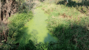 Купи дом!!! Где водится КИКИМОРА болотная!!!