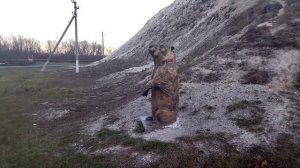 мел, горы, байбак Белый Колодезь chalk, mountains, white well baibak