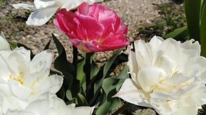 Тюльпан Маунт Такома. Mount Tahoma tulip