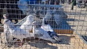 Голуби цены Птичий рынок Пятигорск-ч5