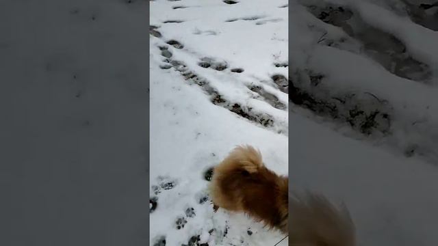 Пекинес Мики делает снеговика но снег последний смотреть онлайн