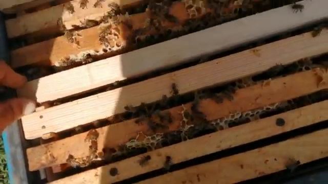 Мини - плюс. Нуклеусы.Вывод маток для своей пасеки. смотреть онлайн