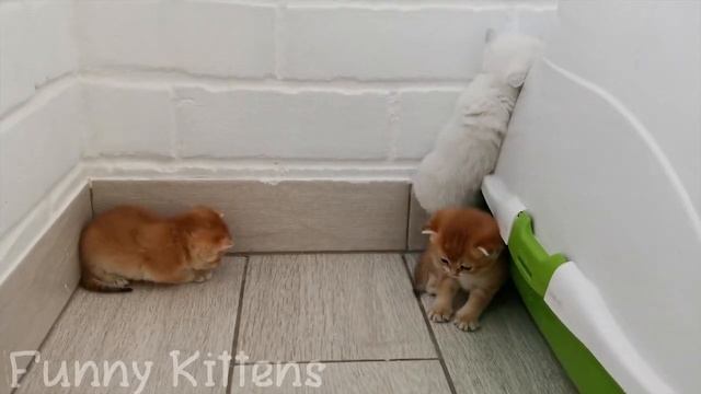 Первое знакомство и игры котят из разных пометов _ Смешные милые котята _Поваляшки.
