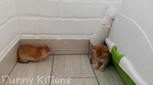 Первое знакомство и игры котят из разных пометов _ Смешные милые котята _Поваляшки.