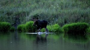 Купание хвалынского лося
