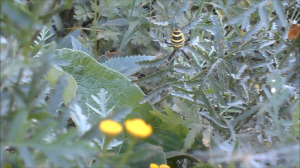 прогулка в конце лета.mp4