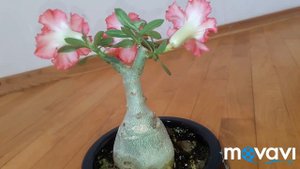 цветение адениума с Таиланда