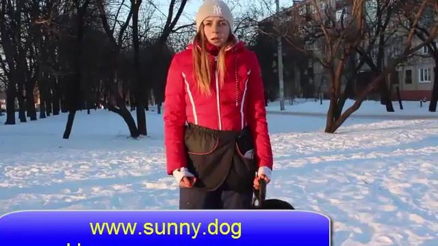 Хаски или лабрадор ретривер? Выбор породы. Кого выбрать - лабрадора или хаски?