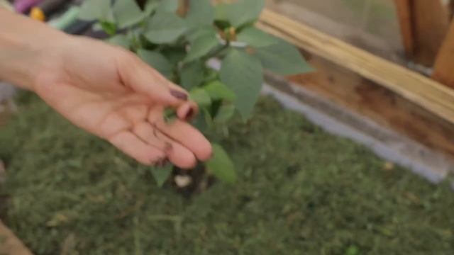 Удачное решение. Советы по садоводству в теплице смотреть онлайн