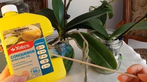 МУЧНИСТЫЙ ЧЕРВЕЦ НА ОРХИДЕЯХ..КАК ИЗБАВИТЬСЯ ОТ НЕГО