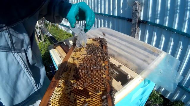 пчеловодство семья на 145 рамке, жду маток, установка 5 корпуса