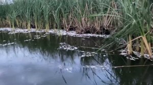 Волгоградская область р.п.Даниловка