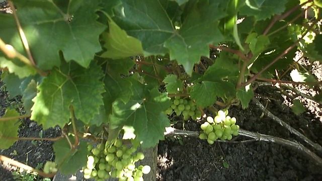 Виноград Кристалл. Кемеровская обл. Описание. смотреть онлайн