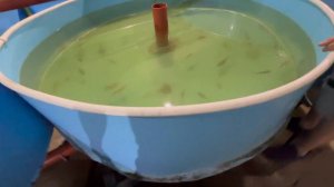 Посещение УЗВ фермы: стерлядь и форель