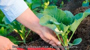 Посадка капусты