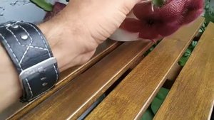 СТАПЕЛИЯ-пахучий красавчик! Почему она не цветет?Растение не требующее особого ухода