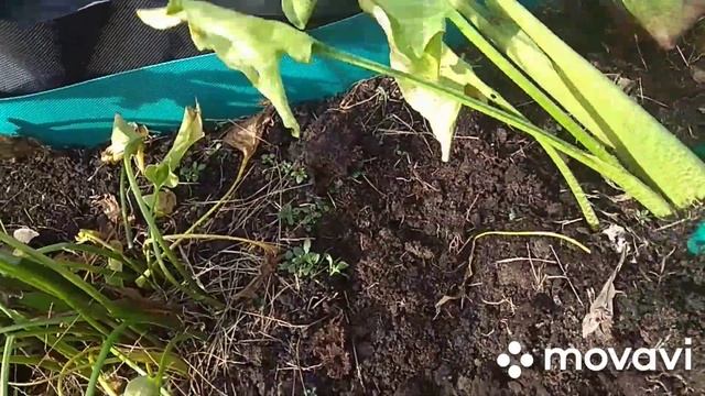 Каллы. Зантедеския. Выкапываем каллы осенью