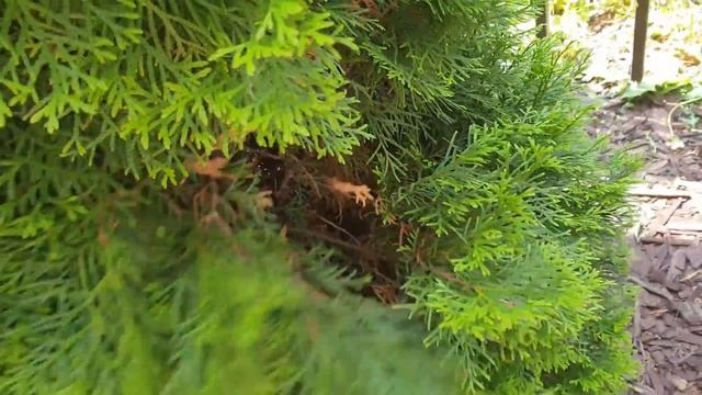 Наш Вася на больничном. Воспаление ногтевого ложа. смотреть онлайн