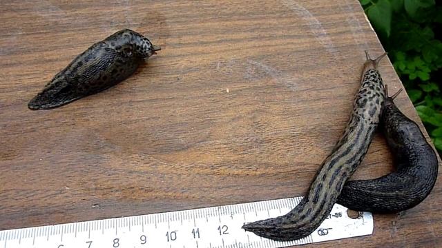 Гигантские слизни.У Вас есть зелень? Тогда мы ползём к Вам !!! смотреть онлайн