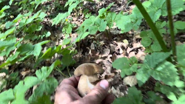 ГРИБНИК ПОТЕРЯЛ ДАР РЕЧИ КОГДА УВИДЕЛ ЭТУ ЭПИЧЕСКУЮ ПОЛЯНУ БЕЛЫХ ГРИБОВ ! Грибы 2023 ! смотреть онлайн