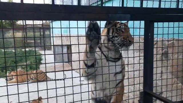 Львята и тигрята получили угощение ?❤ смотреть онлайн