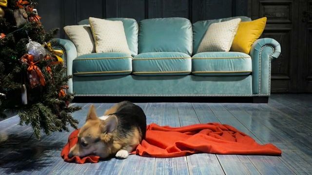 Корги Старк желает всем Уютного Нового года с PUSHE !! смотреть онлайн