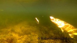 Pike attacks sea lamprey. Fishing with dead baits. Рыбалка: атака щуки на морскую миногу.